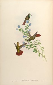 Metallura tyrianthina de John Gould